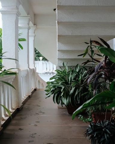 White-columned tropical veranda lined with lush plants