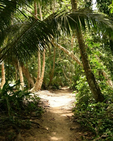 Jungle path through tropical palms in Belize