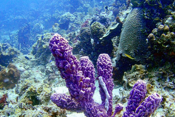 Coral formations and tropical marine life at Hol Chan Marine Reserve