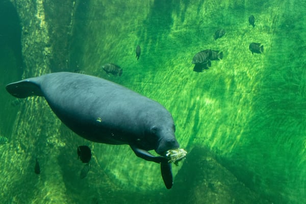 Manatee swimming in clear tropical water