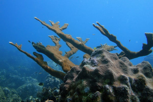 Coral formations and tropical fish in clear Caribbean water