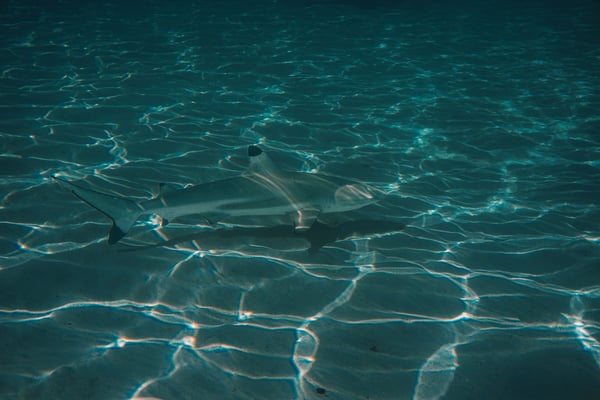 Shark gliding through shallow clear water