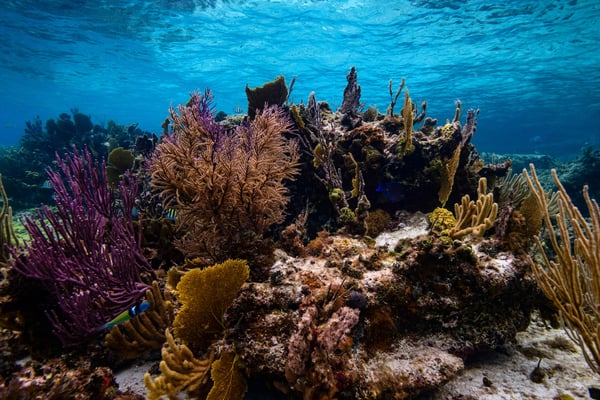 Rich coral reef with tropical fish underwater