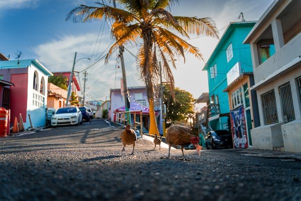 Colorful Caribbean village street with palm trees